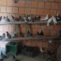 تعداد۵۰عددکبوتر تک پر وتیپی  همه سالم دونه ای