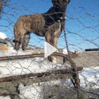 کوچک دل ۶ماهه فروشی