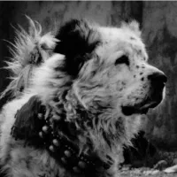 کبوتر معاوضه با جوجه قناری