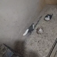کفتر|پرنده|سبزوار, هفت تیر|دیوار