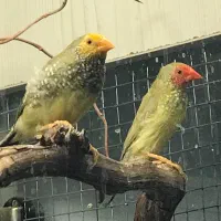 فنچ گلدین ، فنچ کرواتی، فنچ ستاره ای