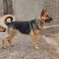 سگ ژرمن شپرد اصیل با خط خونی بالا