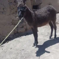 خر نر جوان