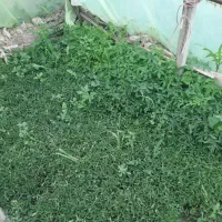 شیتیل ونشا گوجه وغیره