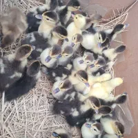 اردک اسراعیلی تخمگذار در فومن