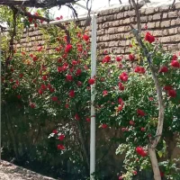 علف زدن با دستگاه