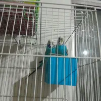 جوجه‌عروس‌هلندی