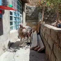 یک عدد بره ماده شیر مست