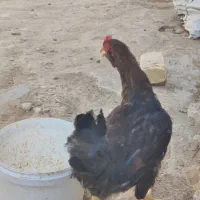 جوجه خروس محلی درشت