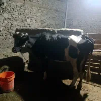 گاو دورگ