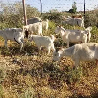 فروش میش و بز کره و بره دار