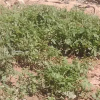 نهال گوجه سوپر چف