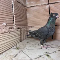 نقرای