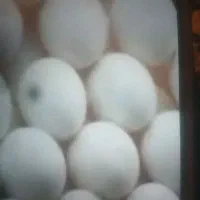 فروش 40دونه تخم مرغ