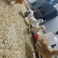 ۸۰تا جوجه ۷۰روزه سلطان،لهستانی