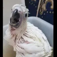 جوجه کاکادو