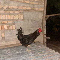 فروش یک جفت نیمچه گلین