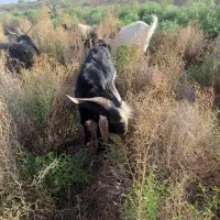 بز نرینه
