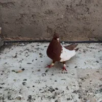 سینه سرخ ی بال سفید