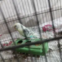 مرغ عشق نر