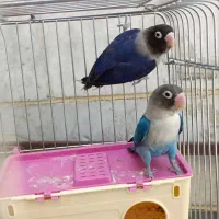 طوطی
