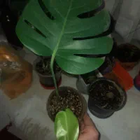 قلمه گل جوانه دار و پر ریشه