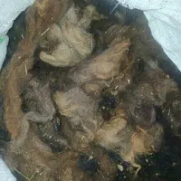 پشم گوسفند