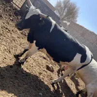 گوساله قربانی نر