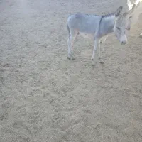کره الاغ(خر)ماده