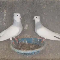 طوقی|پرنده|مبارکه, |دیوار
