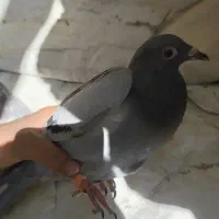 کفتر پلاکی