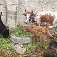 گاو