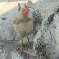 مرغ و خروس محلی
