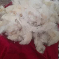 پشم گوسفند