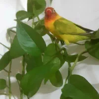 طوطی بریزیلی  سالم و بازیگوش