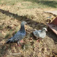 کبوتر دورگ و پلاکی و شهری