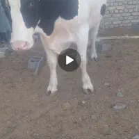 گوساله چاق درجه یک