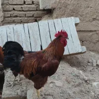 حیوانات مزرعه