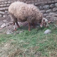 دوتا بره  نر سالم مخصوص قربانی
