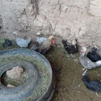 مرغ|حیوانات مزرعه|سبزوار, قصبه غربی|دیوار