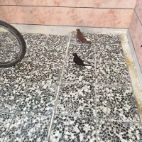 سرخ دم سفید و سیاه دم سفید مفلق