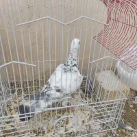 کبوتر
