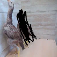 جوجه لاری