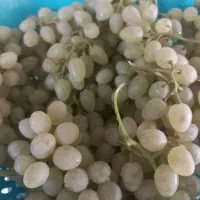 انگور بی دونه شیرین