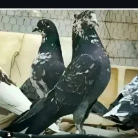 کبوتر