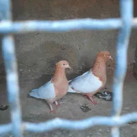 کبوتر سینه زرد