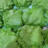 خریدوفروش برگ مو