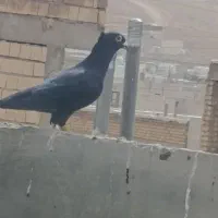 کفتر|پرنده|شیراز, حجت آباد|دیوار