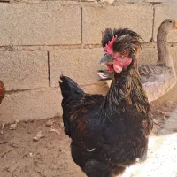 مرغ و بارنه و غاز
