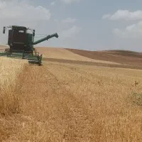 فروش جو ابی رقم بهمن